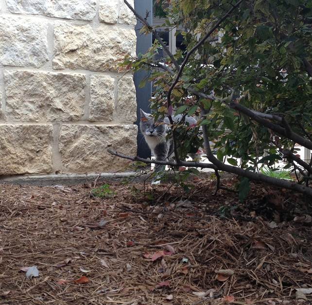 Gray Mama, November 2012