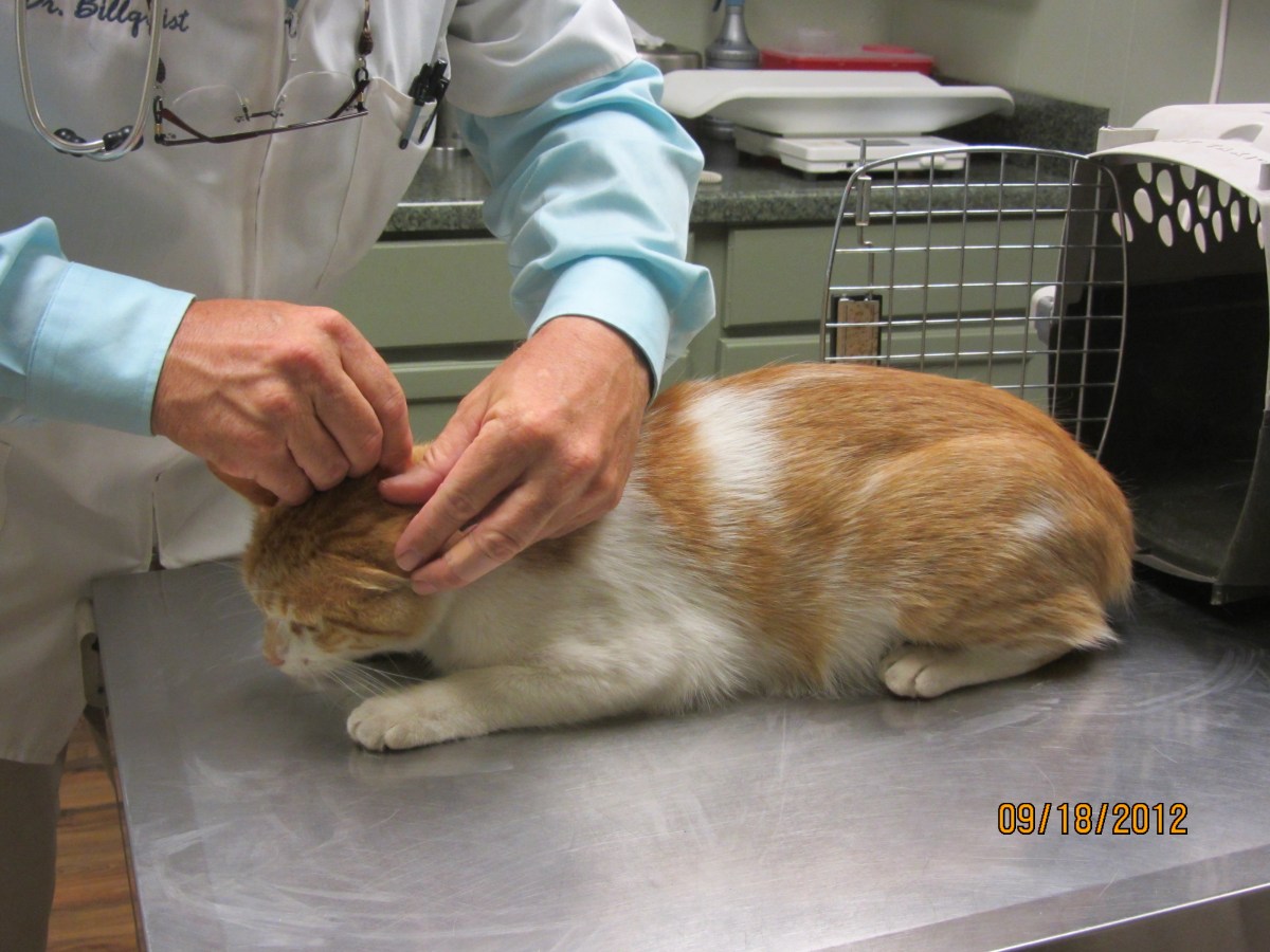 Harry, September 2012