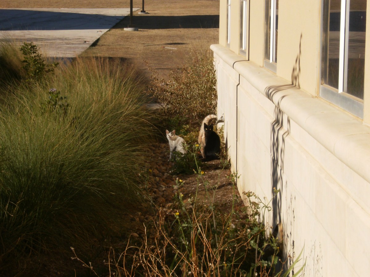 Arthur, Lucifer, Cheeto