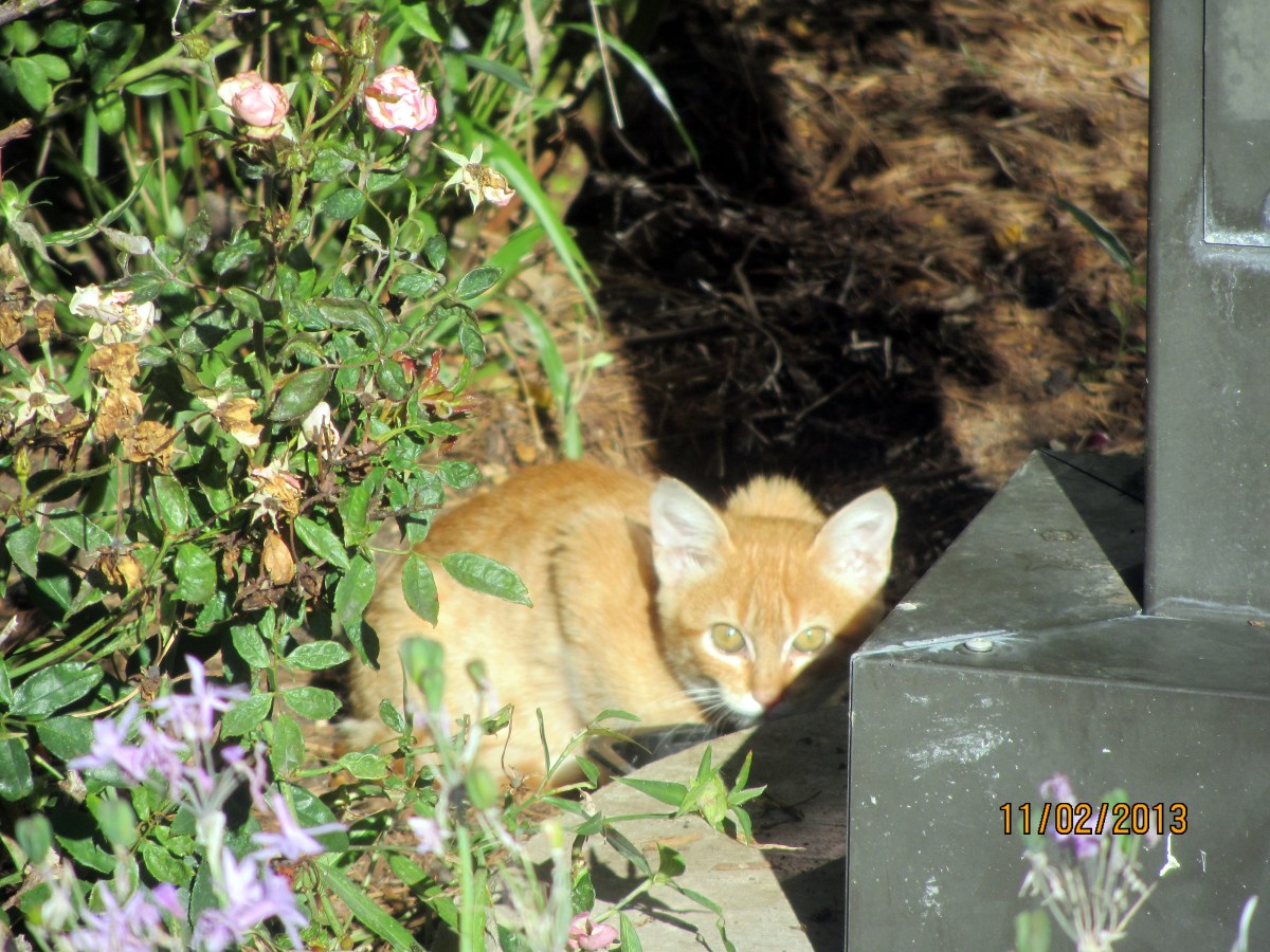 Rusty, November 2013
