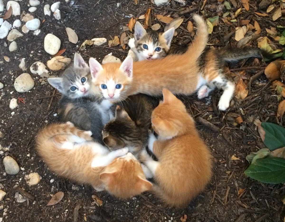 Rusty's Kittens