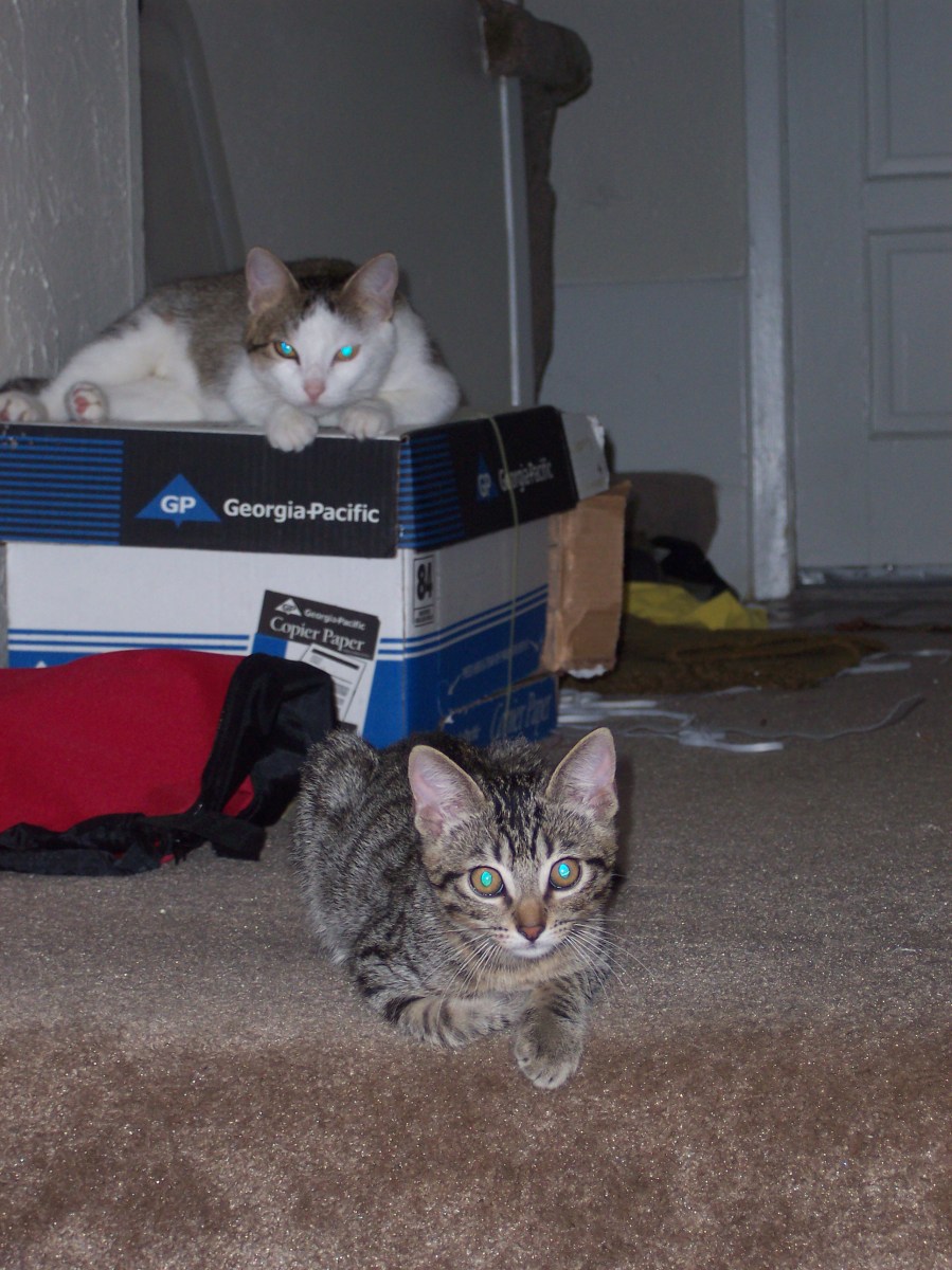 Mom Cat & Wallie, 2004