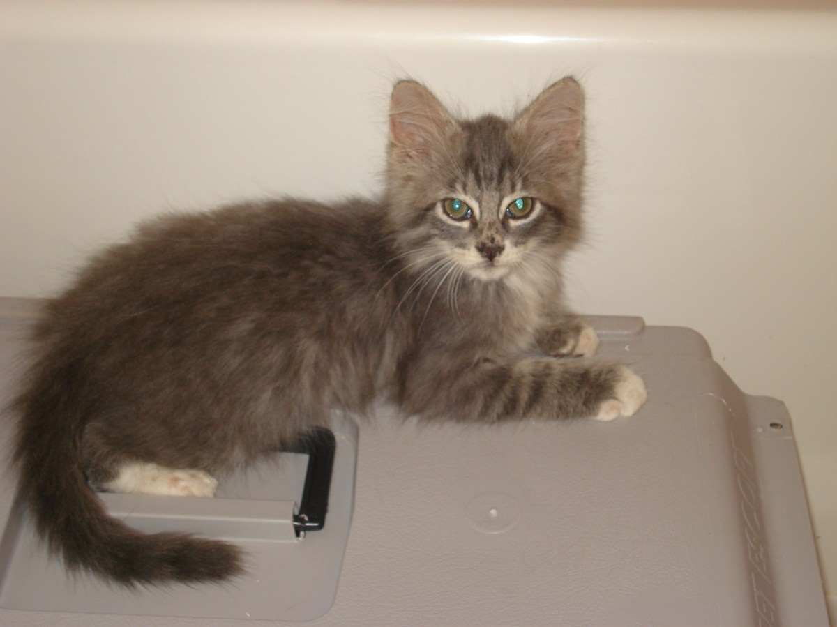 Gray Kitten