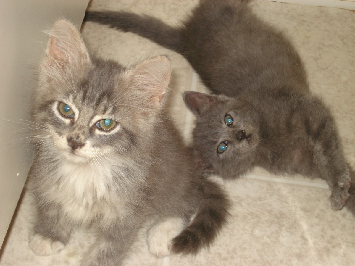 Gray Kittens