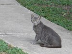 Gray Kitty, Univ, Oaks, June 24, 2010