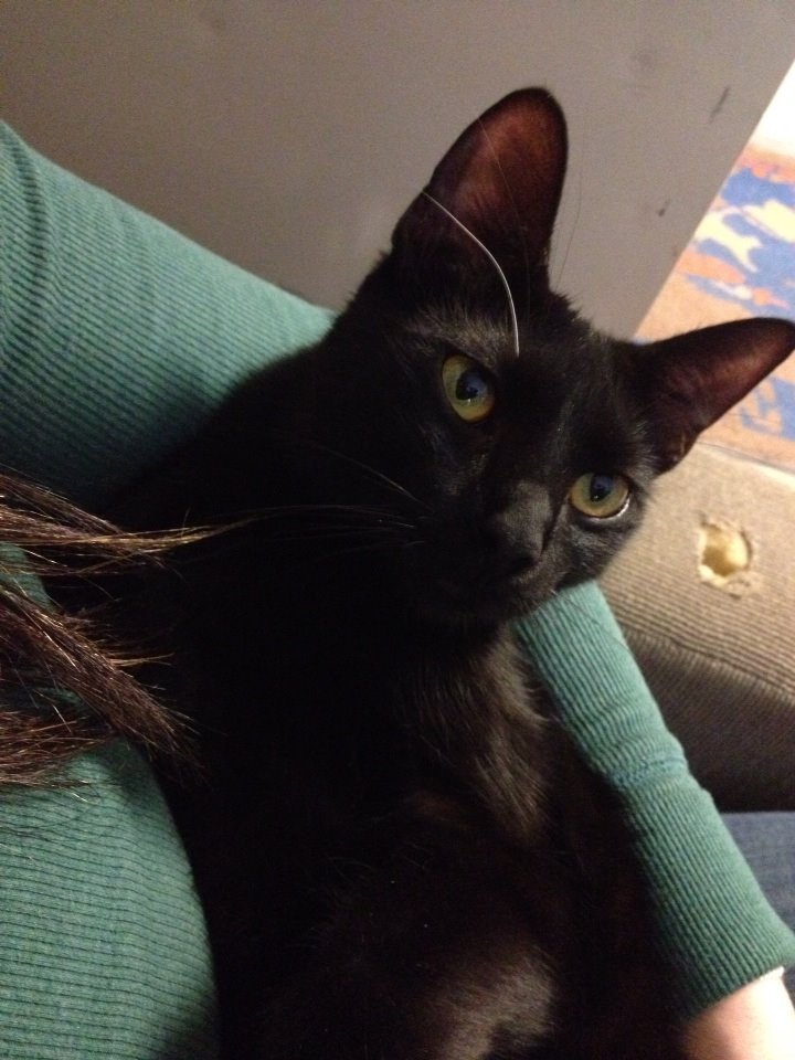 midnight aka Sheldon