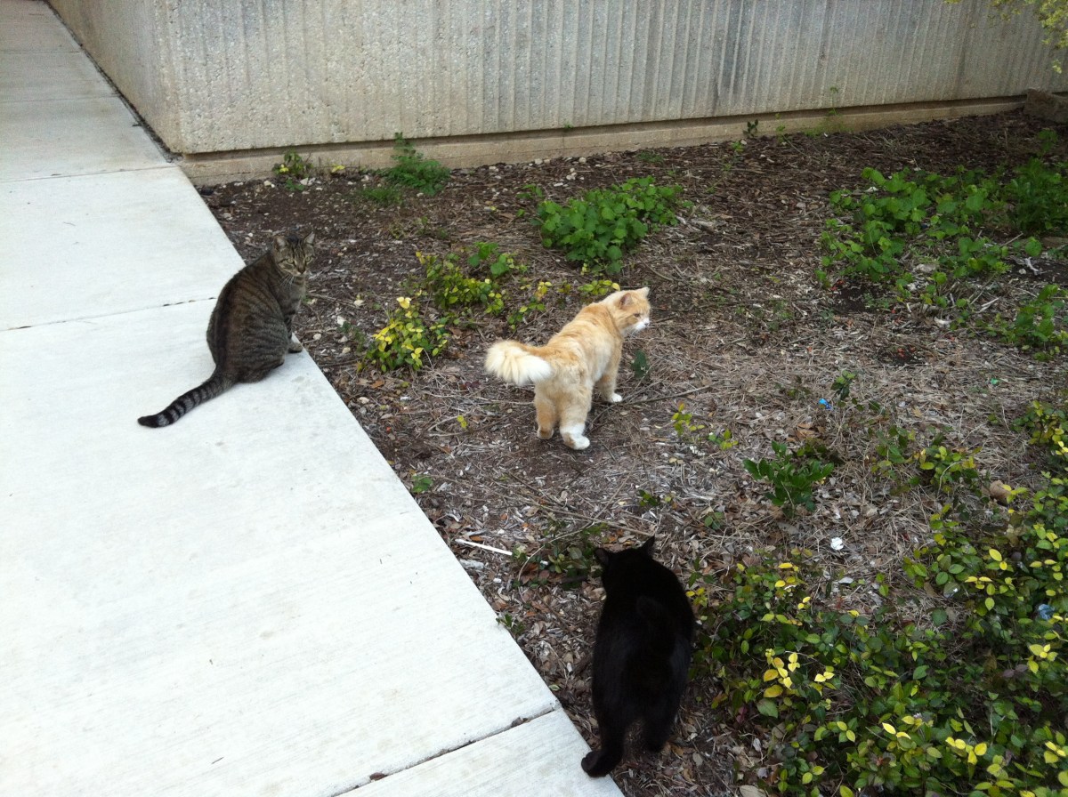 Tiger, Kelly, & Lucifer