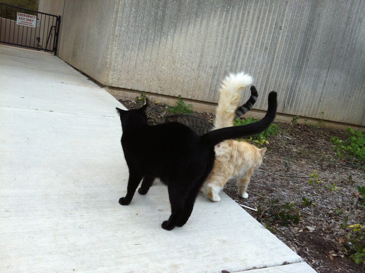 Tiger, Kelly, & Lucifer