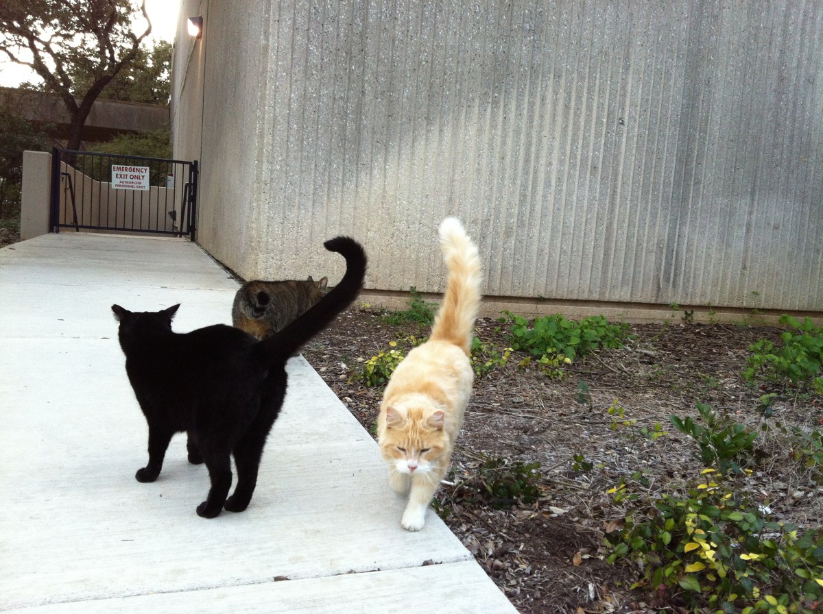 Kelly, Lucifer, & Tiger