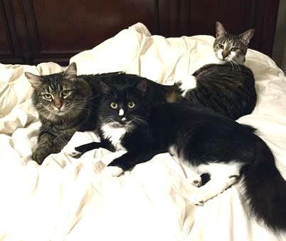 Stormy, Bailey, Emma