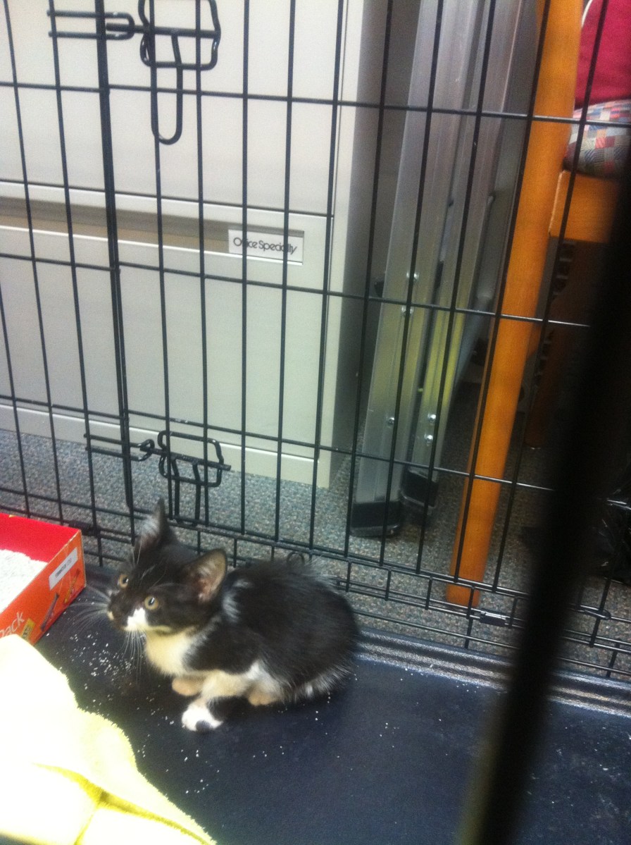 Annabelle, Gray Mama Kitten, 2011