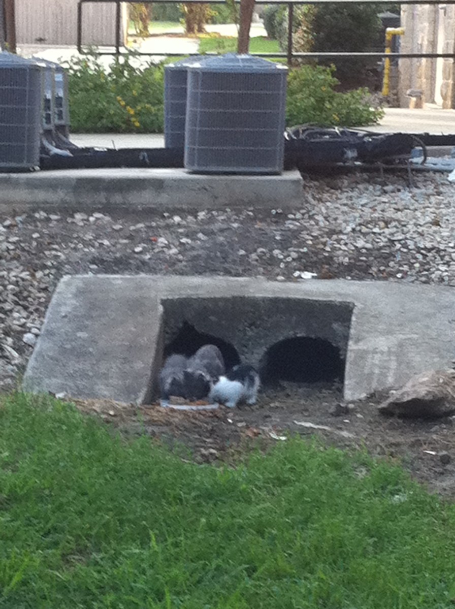 Gray Mama Kittens, 2010