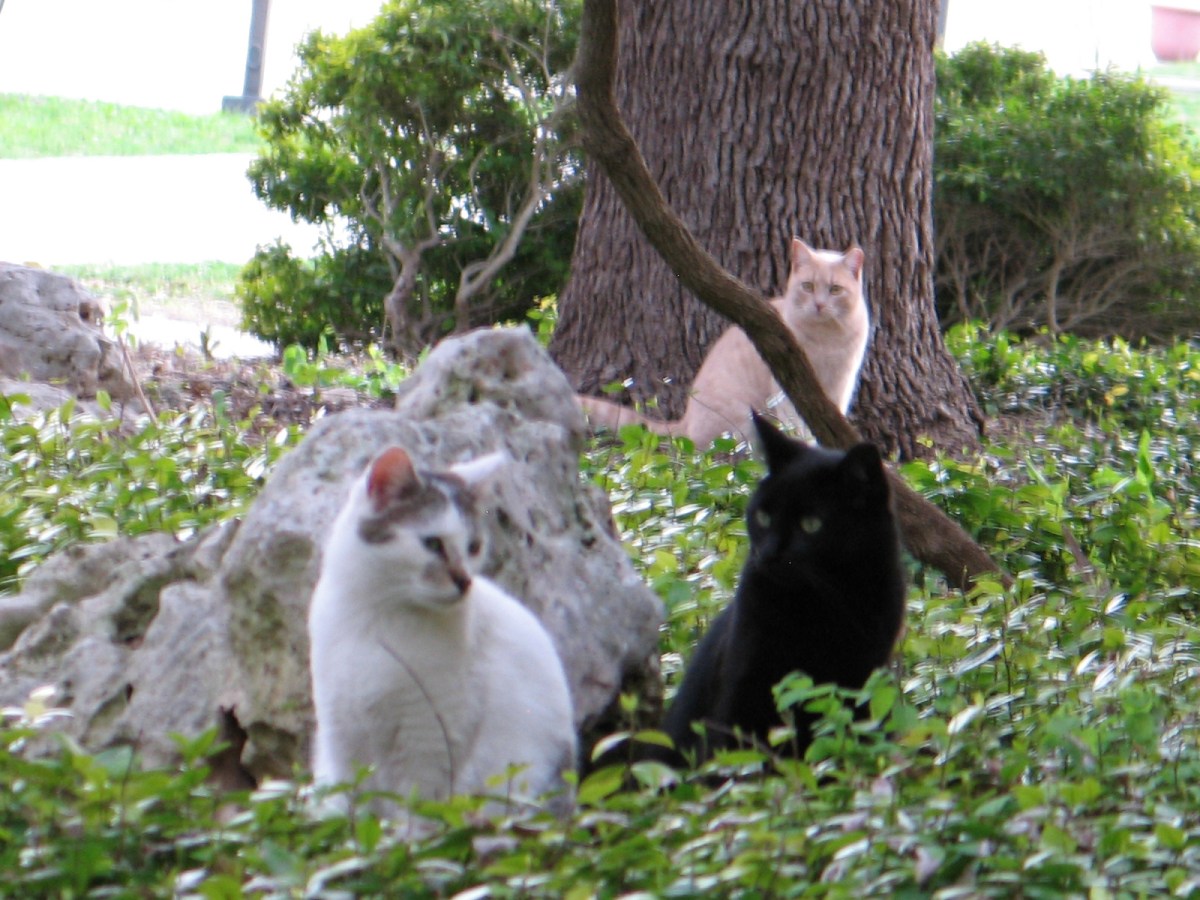 Arthur, Lucifer, Cheeto