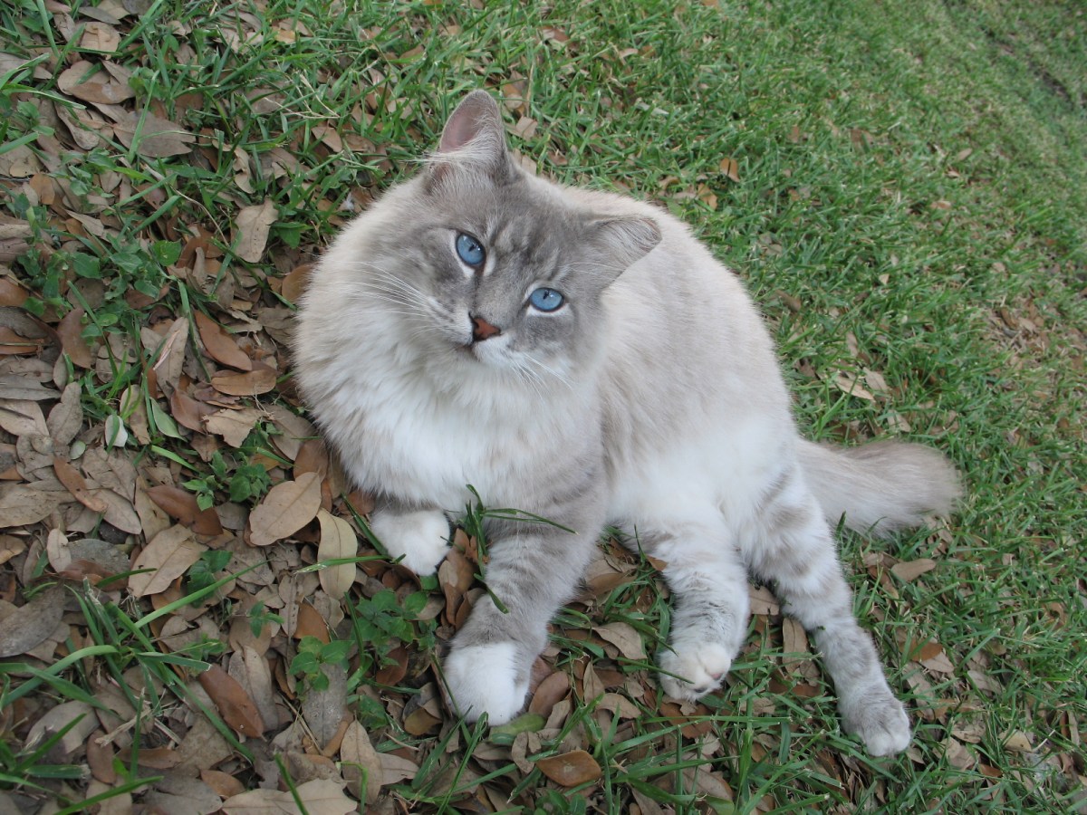 Sammie, Cover of Alley Cat Allies 2013-2014 Calendar