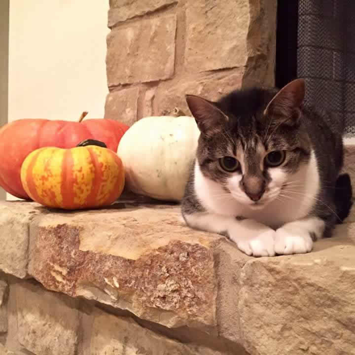 Emma by pumpkins