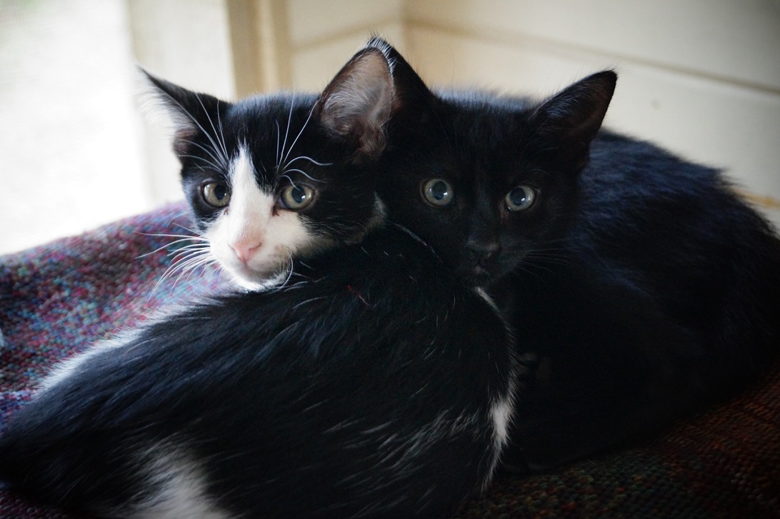 Kitten 1 & 2