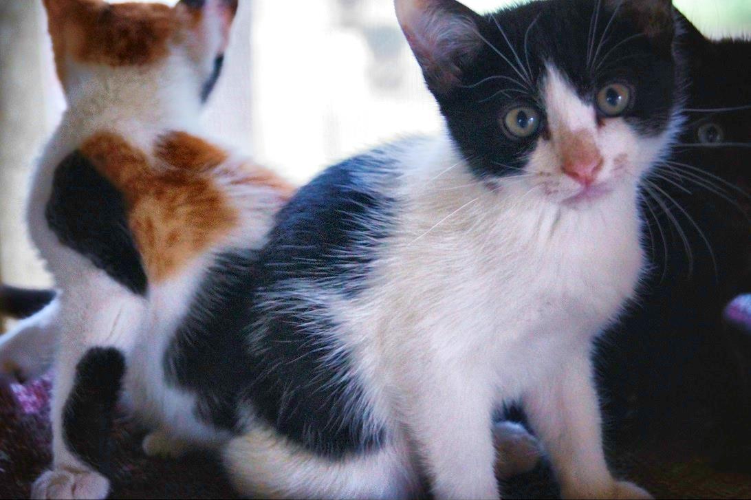 Kitten 1