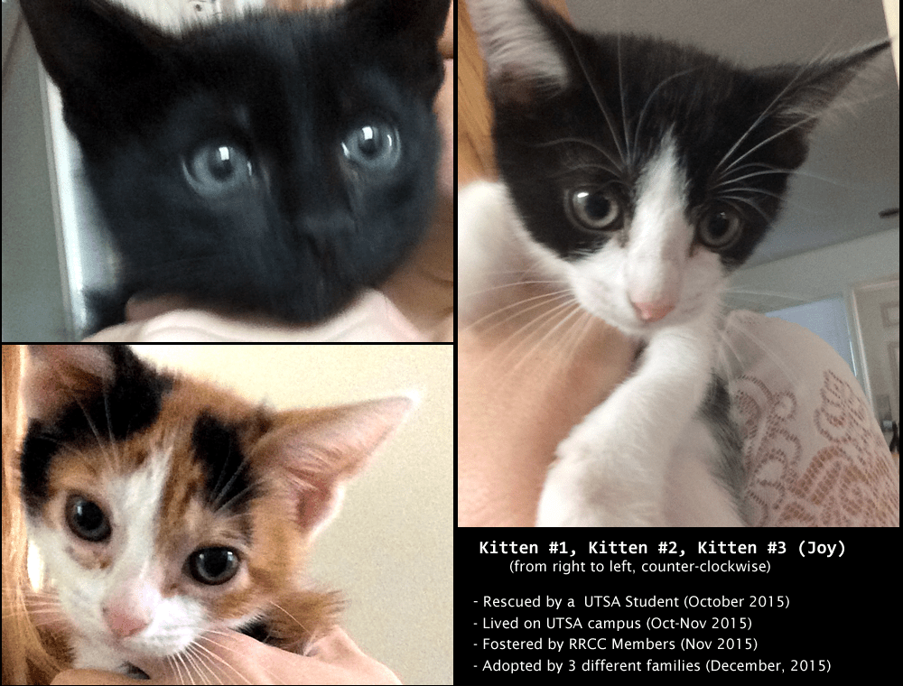 Kittens, 2015