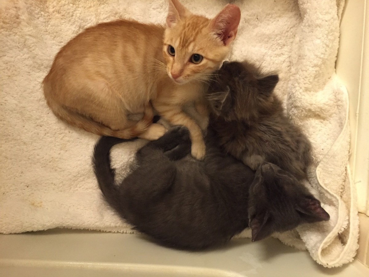 Dusty AKA Boo, Teddy, Smokie AKA Wyatt