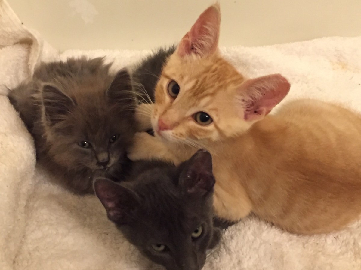 Dusty, Teddy, & Smokie