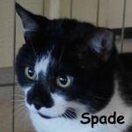 Spade