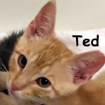 Ted