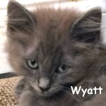 Wyatt