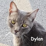 Dylan