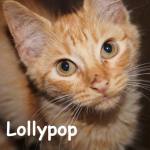 Lollypop