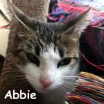 Abbie