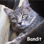 Bandit