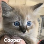 Cooper