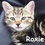Roxie