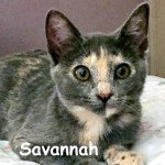 Savannah