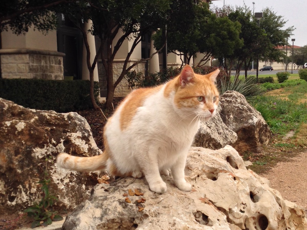 Harry, December 25, 2018