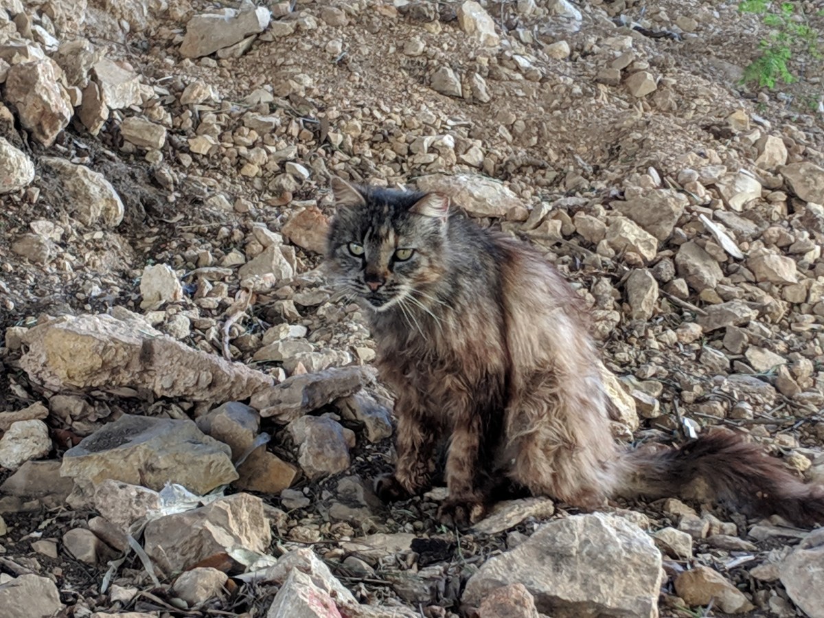 Fluffy, April 19, 2019