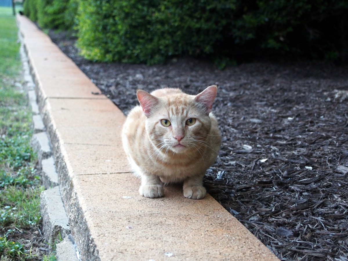 Boze @ Convo, May 25, 2019