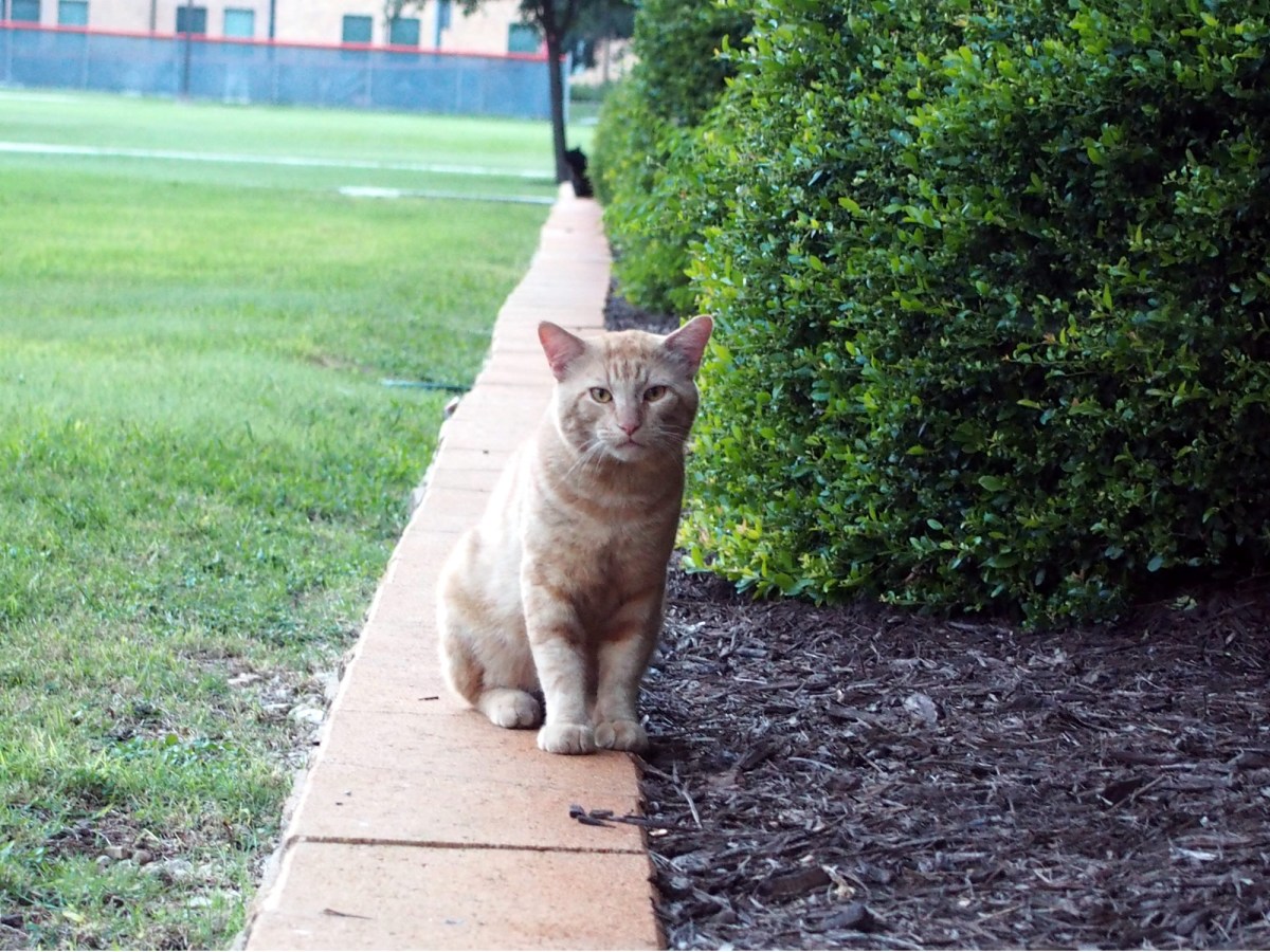 Boze @ Convo, May 25, 2019