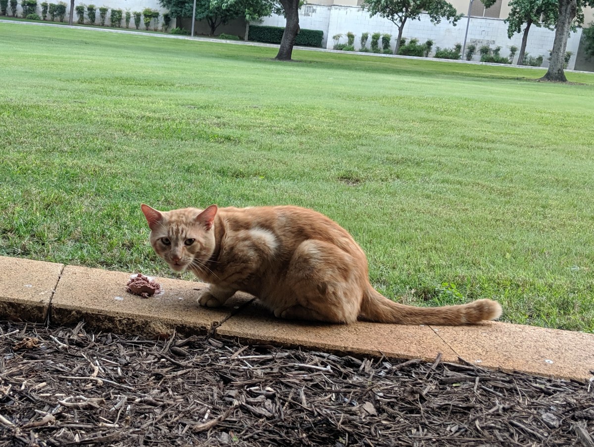 Boze @ Convo, May 22, 2019