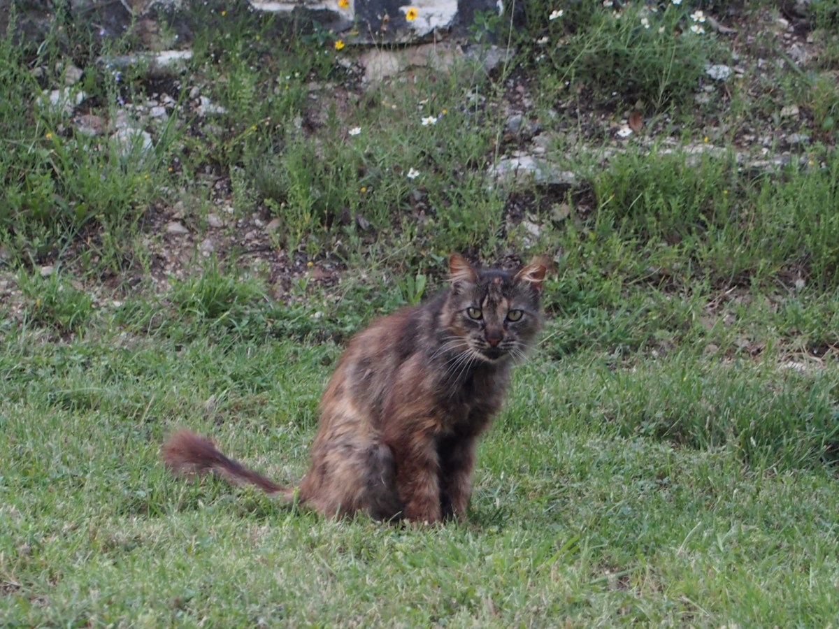 Fluffy, May 25, 2019
