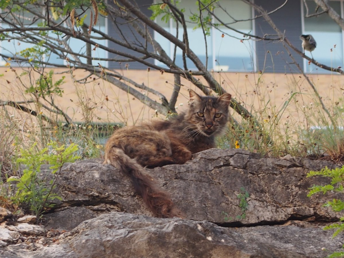 Fluffy, May 25, 2019