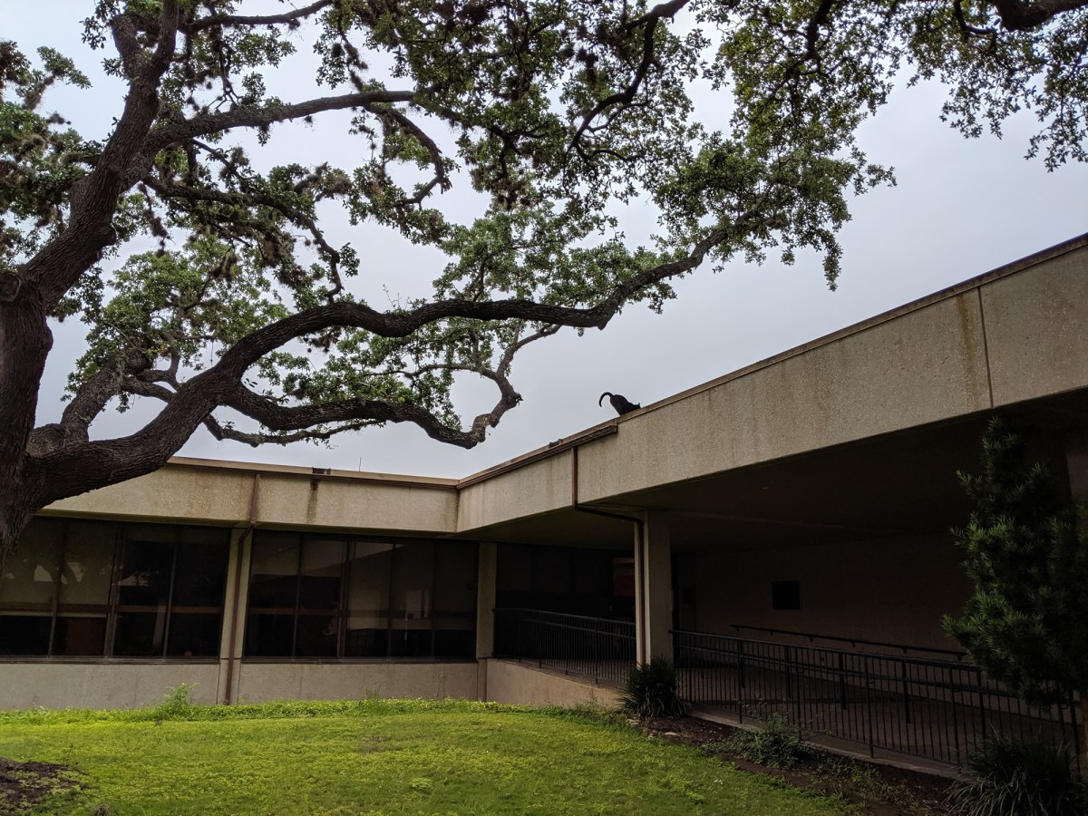 Lucifer landing on the roof from the tree, May 11, 2019