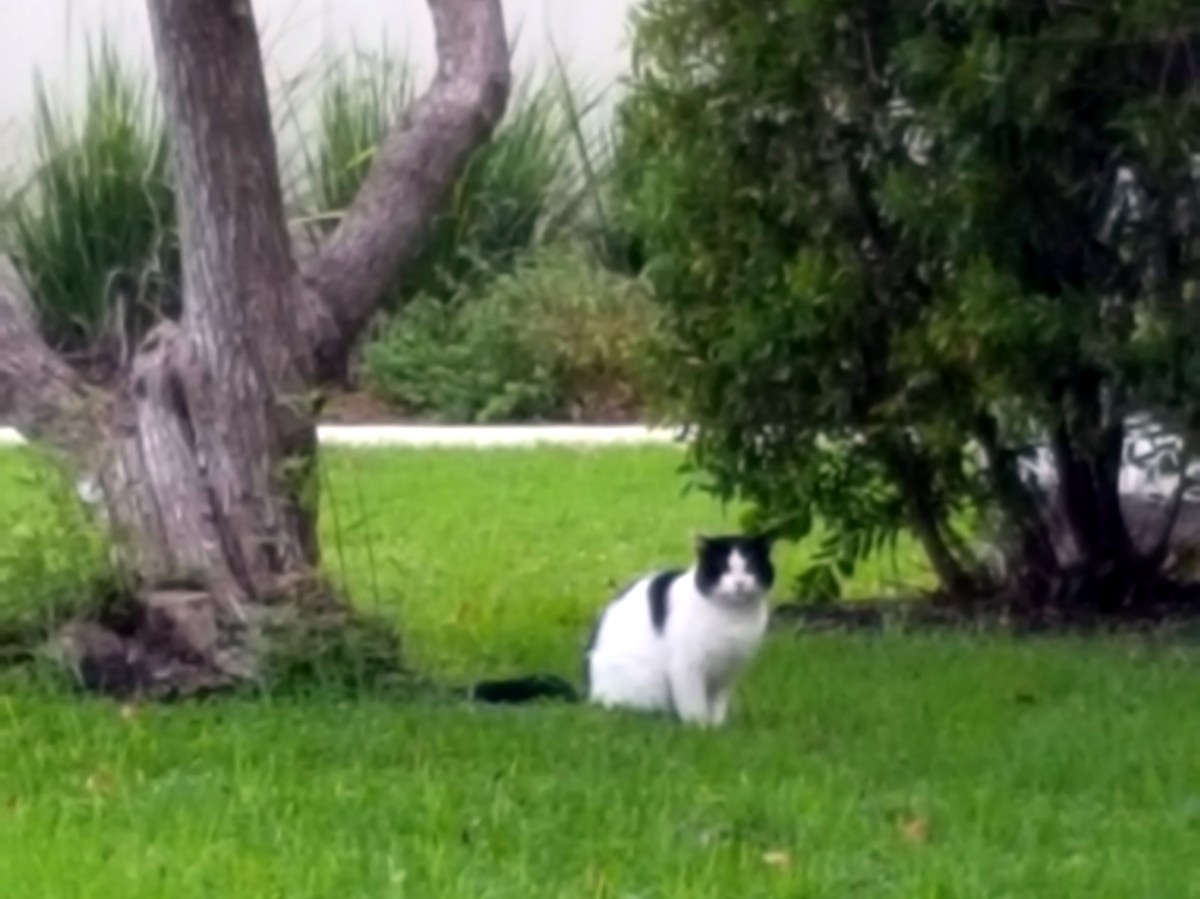 Rex at West Campus, November 11, 2018