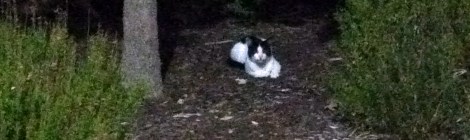 Rex, first spotted in the UC area, September 16, 2017