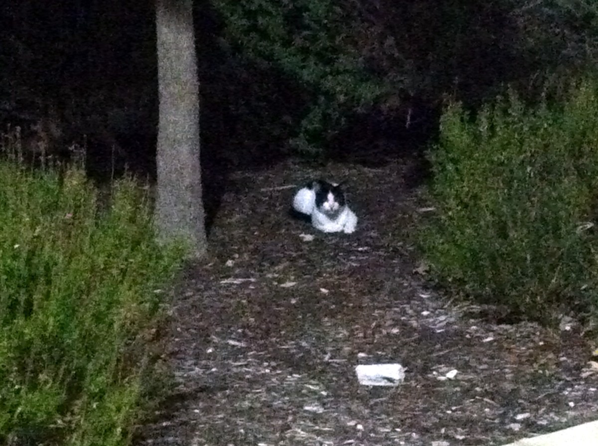 Rex, first spotted in the UC area, September 16, 2017