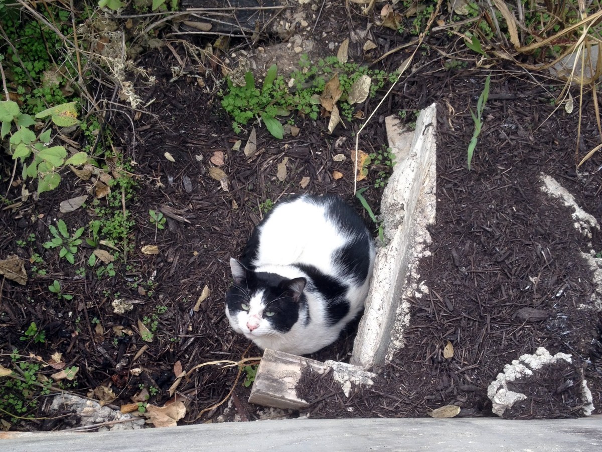 Rex at West Campus, January 23, 2019