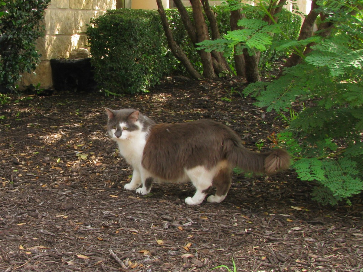 Charlie, June 1, 2019