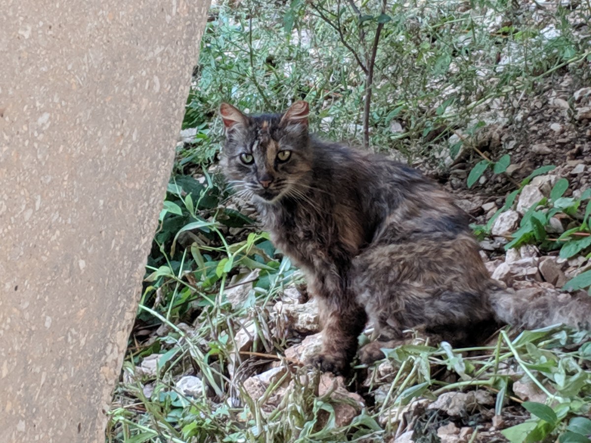 Fluffy, May 31, 2019