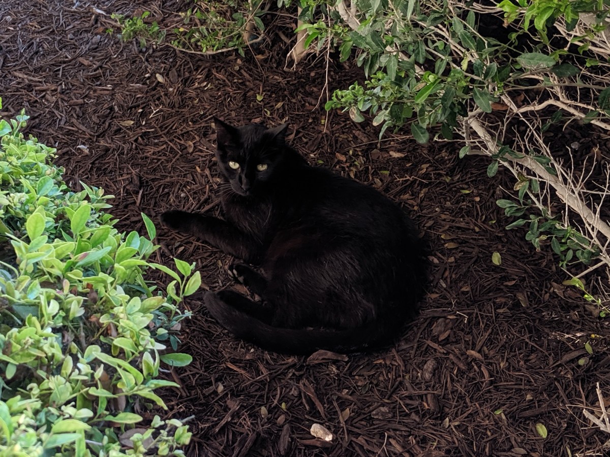 Lucifer, June 1, 2019