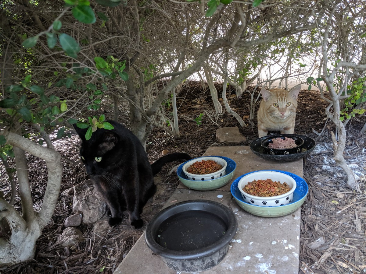 Lucifer & Boze, May 31, 2019